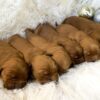 Image of Dark Golden Dec. 23 🎁, a Golden Retriever puppy