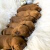 Image of Dark Golden Dec. 23 🎁, a Golden Retriever puppy