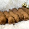 Image of Dark Golden Dec. 23 🎁, a Golden Retriever puppy