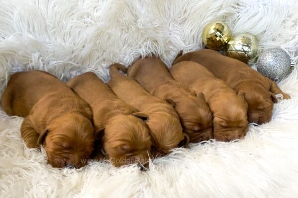 Image of Dark Golden Dec. 23 🎁, a Golden Retriever puppy