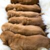 Image of Dark Golden Dec. 23 🎁, a Golden Retriever puppy