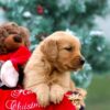 Image of Mason, a Golden Retriever puppy