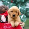 Image of Mason, a Golden Retriever puppy