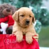 Image of Mason, a Golden Retriever puppy