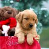 Image of Mason, a Golden Retriever puppy