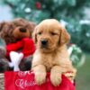 Image of Mason, a Golden Retriever puppy