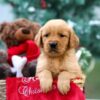 Image of Mason, a Golden Retriever puppy