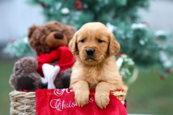 Image of Mason, a Golden Retriever puppy