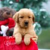 Image of Mason, a Golden Retriever puppy