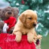 Image of Mason, a Golden Retriever puppy