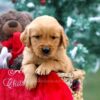 Image of Mason, a Golden Retriever puppy