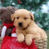 Image of Parker, a Golden Retriever puppy