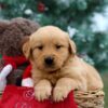 Image of Parker, a Golden Retriever puppy