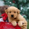 Image of Parker, a Golden Retriever puppy