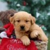 Image of Parker, a Golden Retriever puppy