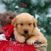 Image of Parker, a Golden Retriever puppy