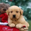 Image of Parker, a Golden Retriever puppy