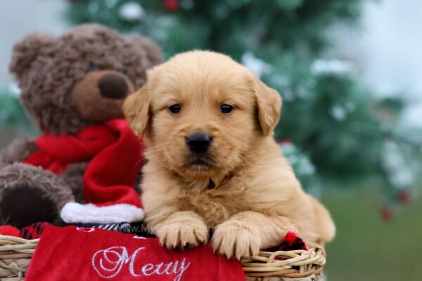 Image of Parker, a Golden Retriever puppy