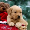 Image of Parker, a Golden Retriever puppy