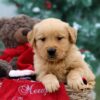 Image of Parker, a Golden Retriever puppy