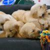 Image of Dec. 6 Litter 🎄, a Golden Retriever puppy