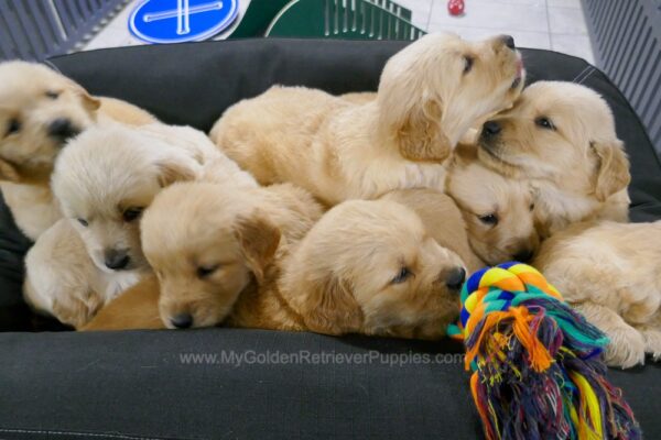 Image of Dec. 6 Litter 🎄, a Golden Retriever puppy