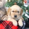 Image of Wilbur, a Golden Retriever puppy