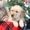 Image of Wilbur, a Golden Retriever puppy