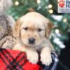 Image of Wilbur, a Golden Retriever puppy