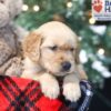 Image of Wilbur, a Golden Retriever puppy