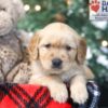 Image of Wilbur, a Golden Retriever puppy