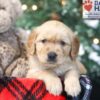 Image of Wilbur, a Golden Retriever puppy