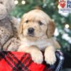 Image of Wilbur, a Golden Retriever puppy