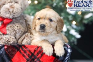 Image of Wilbur, a Golden Retriever puppy