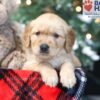 Image of Wilbur, a Golden Retriever puppy