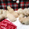 Image of Light Golden Dec. 9th 🎄, a Golden Retriever puppy