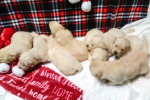 Image of Light Golden Dec. 9th 🎄, a Golden Retriever puppy