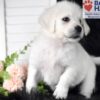 Image of Angel, a Golden Retriever puppy