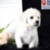 Image of Angel, a Golden Retriever puppy