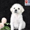 Image of Angel, a Golden Retriever puppy