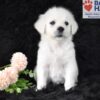 Image of Angel, a Golden Retriever puppy