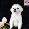 Image of Angel, a Golden Retriever puppy