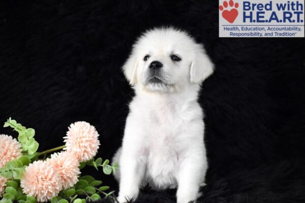 Image of Angel, a Golden Retriever puppy