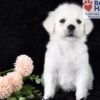 Image of Angel, a Golden Retriever puppy