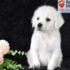 Image of Angel, a Golden Retriever puppy