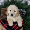 Image of Arctic, a Golden Retriever puppy