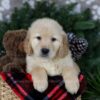 Image of Arctic, a Golden Retriever puppy