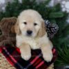 Image of Arctic, a Golden Retriever puppy