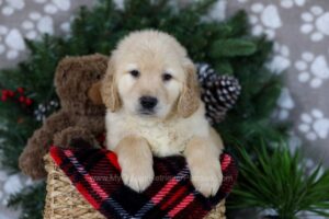 Image of Arctic, a Golden Retriever puppy