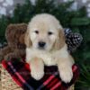 Image of Arctic, a Golden Retriever puppy